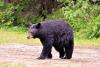 Black Bear Day