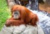 World Orangutan Day