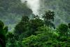 World Rainforest Day