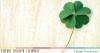 How to  Find a  Four Leaf Clover