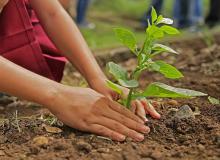 State Arbor Day - Georgia