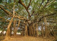 Banyan Tree Day