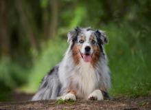 Australian Shepherd Day