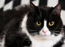 Tuxedo Cat Appreciation Day