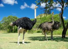 World Ostrich Day