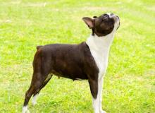 Boston Terrier Day