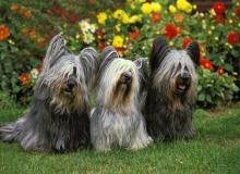 Skye Terrier Day (International)