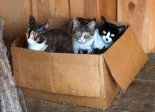 International Rescue Cat Day