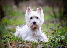 Westie Day
