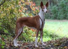 Podenco (Pods) Dog Day