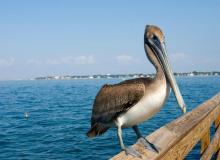 Pelican Day