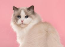 Ragdoll Cat Day