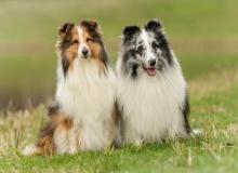 Sheltie Dog Day