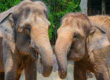 Day of Action for Elephants in Zoos