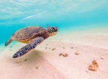 World Sea Turtle Day