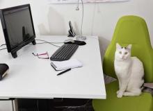 Take Your Cat to Work Day