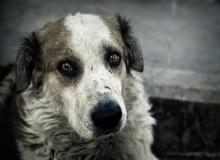 World Day Against Pet Abandonment