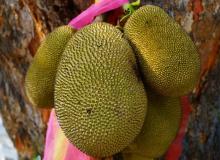Jackfruit Day