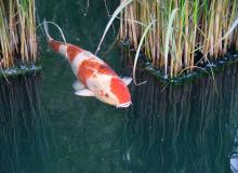 Koi Fish Day