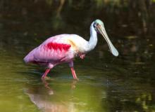 Roseate Spoonbill Day