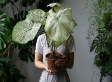 Take Your Houseplant For a Walk Day