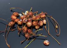 Cherry Pit Spitting Day