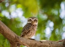 International Owl Awareness Day (IOAD)