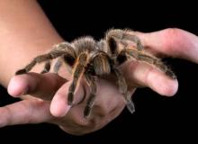 Tarantula Appreciation Day