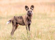 World African Wild Dog Day