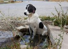 Homeless Animals Day