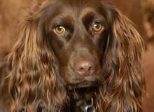 Boykin Spaniel Dog Day