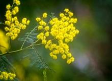 Wattle Day (Australia)