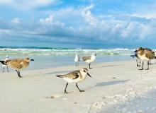 World Shorebirds Day