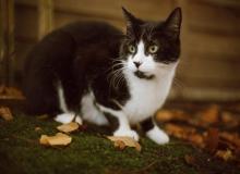 Tuxie Cat Appreciation Day