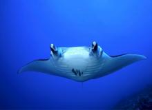 World Manta Day