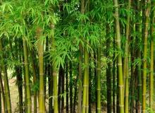 World Bamboo Day