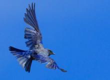 Bluebird of Happiness Day