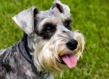 Schnauzer Dog Day