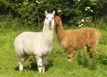 Alpaca Day 