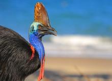 World Cassowary Day