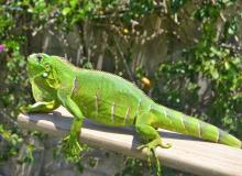 Iguana Awareness Day