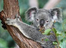 Save The Koala Day