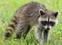International Raccoon Appreciation Day