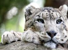 Snow Leopard Day