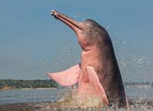 Freshwater Dolphin Day