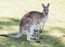 Kangaroo Awareness Day