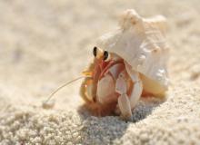Hermit Crab Day