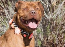 Pit Bull Awareness Day