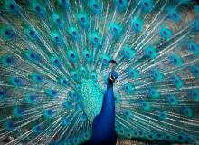 World Peacock Day