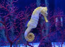 Seahorse Day